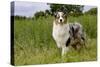 Australian Sheepdog, Shepherd Dog-null-Stretched Canvas