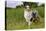 Australian Sheepdog, Shepherd Dog-null-Stretched Canvas