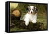 Australian Sheepdog, Shepherd Dog-null-Framed Stretched Canvas