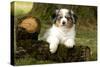 Australian Sheepdog, Shepherd Dog-null-Stretched Canvas