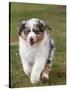 Australian Sheepdog, Shepherd Dog-null-Stretched Canvas