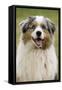 Australian Sheepdog, Shepherd Dog-null-Framed Stretched Canvas