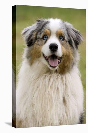 Australian Sheepdog, Shepherd Dog-null-Stretched Canvas