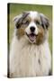 Australian Sheepdog, Shepherd Dog-null-Stretched Canvas