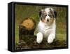 Australian Sheepdog, Shepherd Dog-null-Framed Stretched Canvas