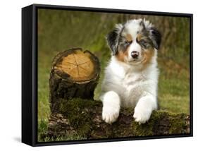 Australian Sheepdog, Shepherd Dog-null-Framed Stretched Canvas