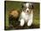 Australian Sheepdog, Shepherd Dog-null-Stretched Canvas