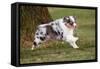 Australian Sheepdog, Shepherd Dog-null-Framed Stretched Canvas