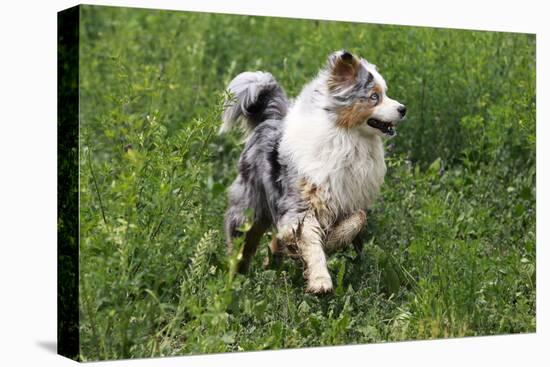 Australian Sheepdog, Shepherd Dog-null-Stretched Canvas