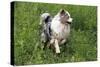 Australian Sheepdog, Shepherd Dog-null-Stretched Canvas