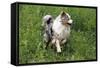 Australian Sheepdog, Shepherd Dog-null-Framed Stretched Canvas