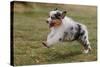 Australian Sheepdog, Shepherd Dog-null-Stretched Canvas