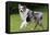 Australian Sheepdog, Shepherd Dog-null-Framed Stretched Canvas