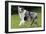 Australian Sheepdog, Shepherd Dog-null-Framed Premium Photographic Print