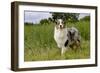 Australian Sheepdog, Shepherd Dog-null-Framed Photographic Print