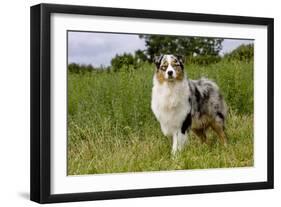 Australian Sheepdog, Shepherd Dog-null-Framed Photographic Print