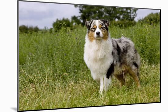 Australian Sheepdog, Shepherd Dog-null-Mounted Photographic Print