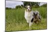 Australian Sheepdog, Shepherd Dog-null-Mounted Photographic Print