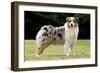 Australian Sheepdog, Shepherd Dog-null-Framed Photographic Print