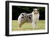 Australian Sheepdog, Shepherd Dog-null-Framed Photographic Print