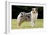 Australian Sheepdog, Shepherd Dog-null-Framed Photographic Print