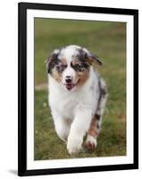 Australian Sheepdog, Shepherd Dog-null-Framed Photographic Print