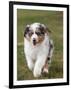 Australian Sheepdog, Shepherd Dog-null-Framed Photographic Print