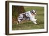 Australian Sheepdog, Shepherd Dog-null-Framed Photographic Print