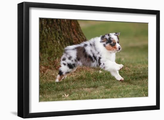 Australian Sheepdog, Shepherd Dog-null-Framed Photographic Print