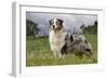 Australian Sheepdog, Shepherd Dog-null-Framed Photographic Print