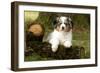 Australian Sheepdog, Shepherd Dog-null-Framed Photographic Print