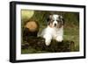 Australian Sheepdog, Shepherd Dog-null-Framed Photographic Print