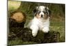 Australian Sheepdog, Shepherd Dog-null-Mounted Photographic Print