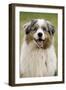 Australian Sheepdog, Shepherd Dog-null-Framed Photographic Print