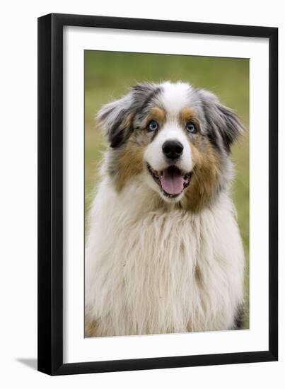 Australian Sheepdog, Shepherd Dog-null-Framed Photographic Print