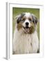 Australian Sheepdog, Shepherd Dog-null-Framed Photographic Print