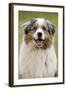 Australian Sheepdog, Shepherd Dog-null-Framed Photographic Print