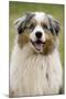 Australian Sheepdog, Shepherd Dog-null-Mounted Photographic Print