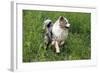 Australian Sheepdog, Shepherd Dog-null-Framed Photographic Print