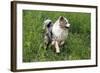 Australian Sheepdog, Shepherd Dog-null-Framed Photographic Print