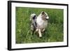 Australian Sheepdog, Shepherd Dog-null-Framed Photographic Print