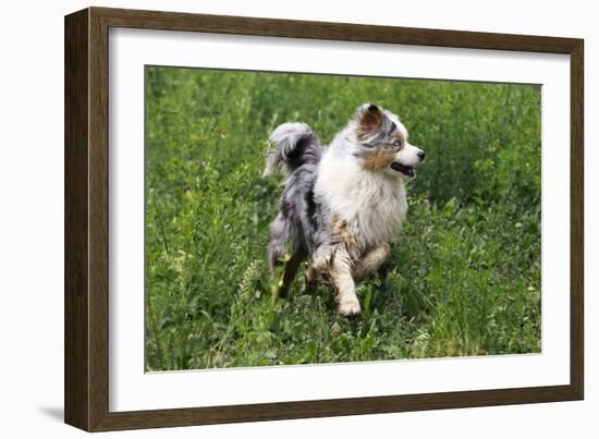 Australian Sheepdog, Shepherd Dog-null-Framed Photographic Print