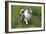 Australian Sheepdog, Shepherd Dog-null-Framed Photographic Print