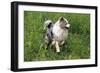 Australian Sheepdog, Shepherd Dog-null-Framed Photographic Print