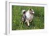 Australian Sheepdog, Shepherd Dog-null-Framed Photographic Print