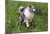 Australian Sheepdog, Shepherd Dog-null-Mounted Photographic Print