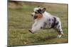 Australian Sheepdog, Shepherd Dog-null-Mounted Photographic Print