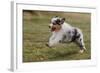 Australian Sheepdog, Shepherd Dog-null-Framed Photographic Print