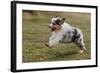 Australian Sheepdog, Shepherd Dog-null-Framed Photographic Print