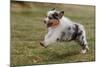 Australian Sheepdog, Shepherd Dog-null-Mounted Photographic Print